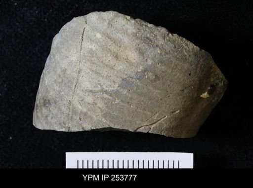 Scaphitidae