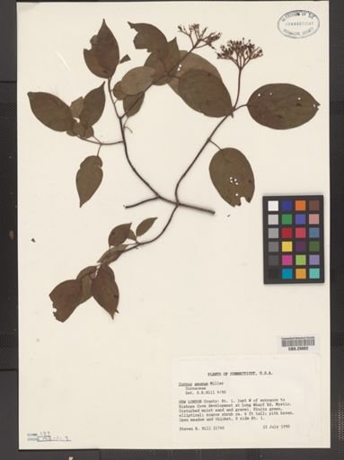 Cornus amomum