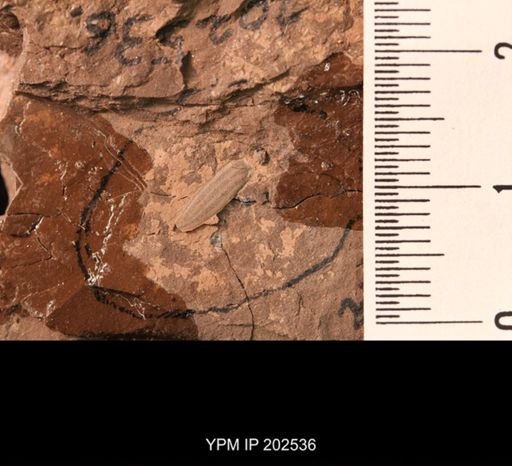 Holcoptera schlotheimi