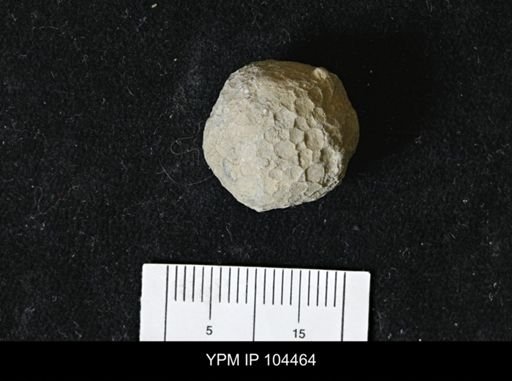 Favosites forbesi