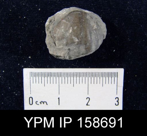 Parastrophia lenticularis
