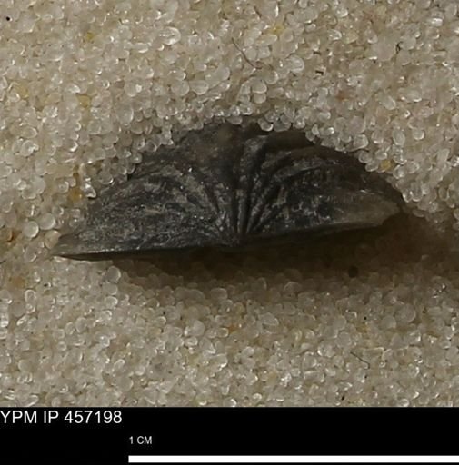 Stropheodonta erratica solidicosta
