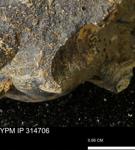 undet. Mollusca