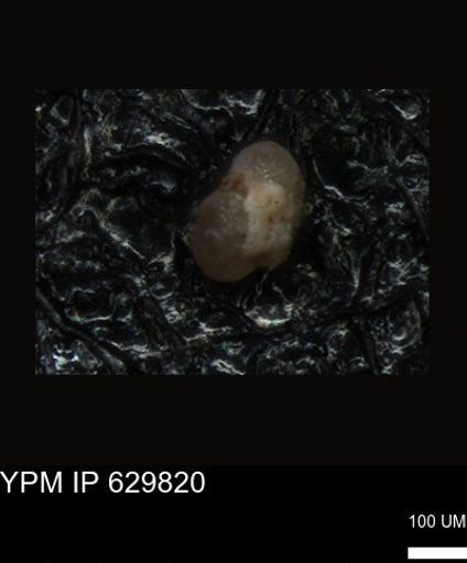 undet. Foraminiferida
