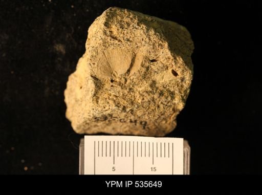 Billingsella coloradoensis