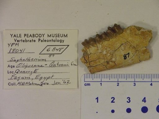 Saghatherium sp.