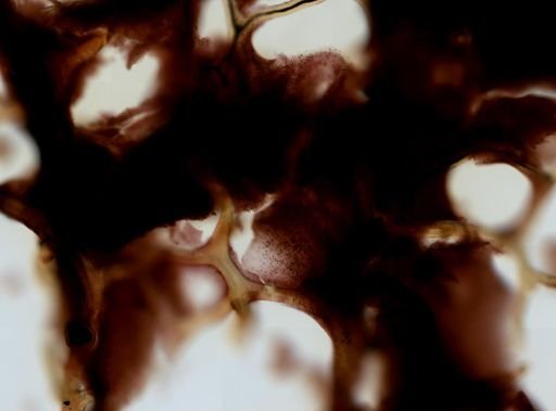 Aplysina fistularis