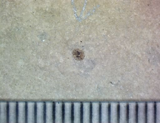 Hexapoda?