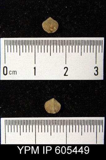 Platystrophia?