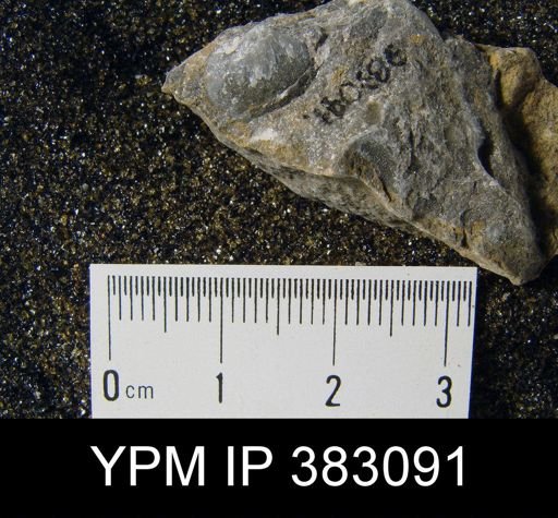 undet. Athyridida
