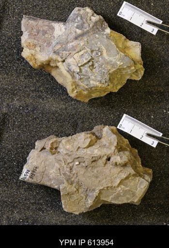 Baculites sp.