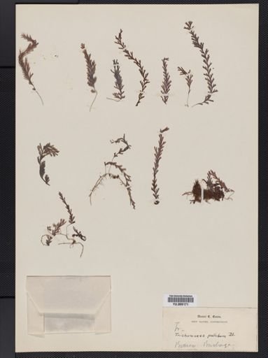 Trichomanes