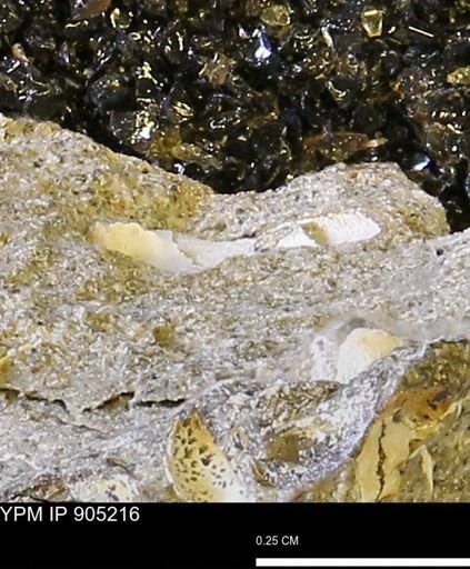 undet. Mollusca