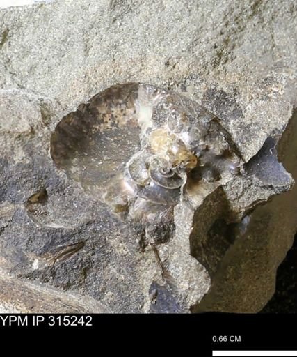 undet. Scaphitidae