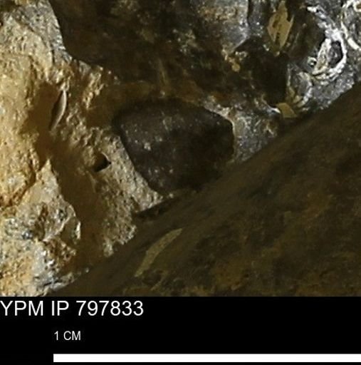 undet. Mollusca