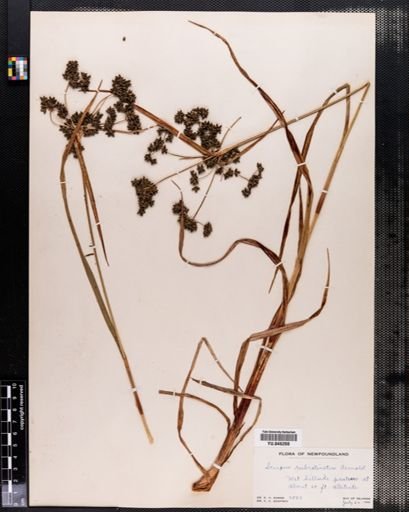 Scirpus rubrotinctus