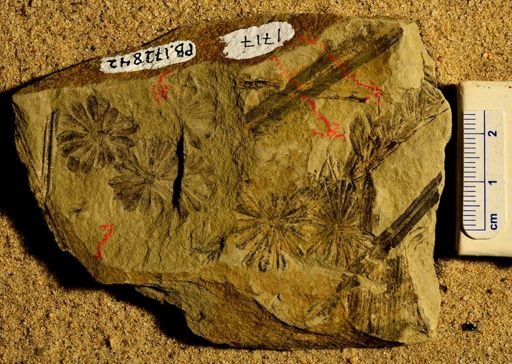 Annularia sp.