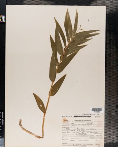 Maianthemum