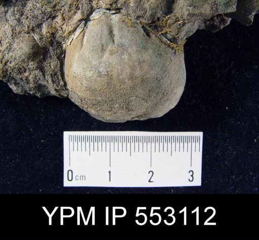 Schizophoria sp.