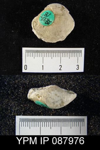 Dictyonella gibbosa