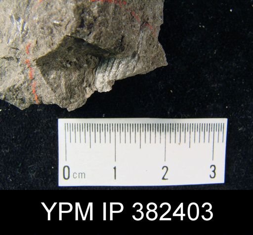 Productus?