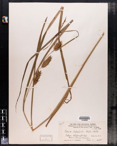 Carex lupulina