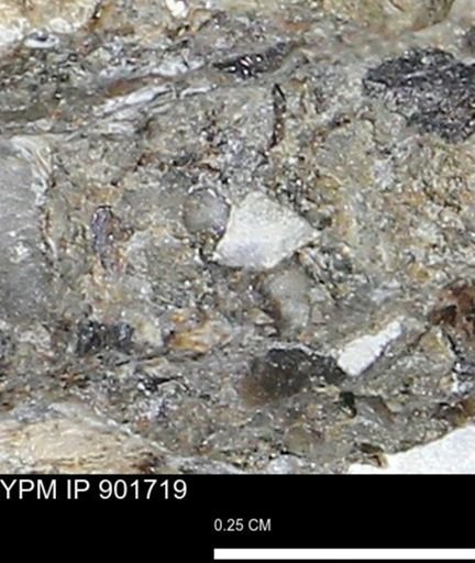 undet. Mollusca