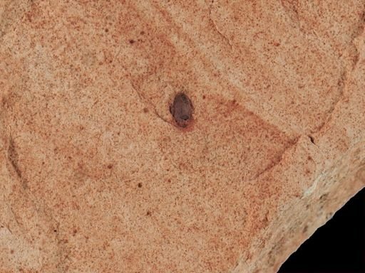undet. Coleoptera