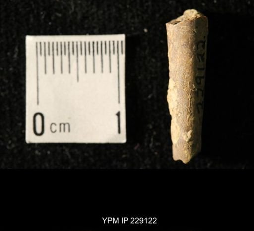 Pseudorthoceras knoxense