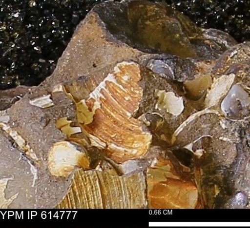 Limopsis striatopunctatus