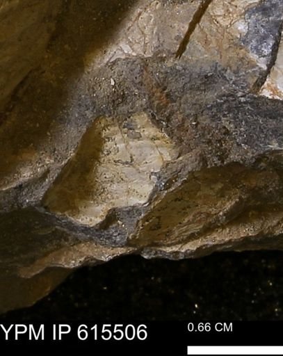 Inoceramus sp.