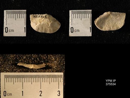 Chonetes granulifer