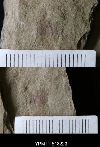 undet. Annelida