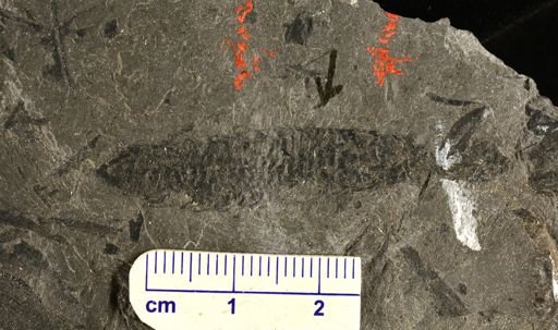 Lepidostrobus sp.