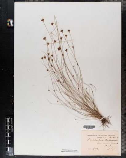 Rhynchospora