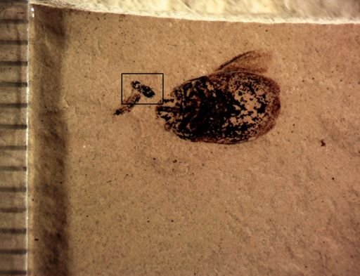 undet. Insecta