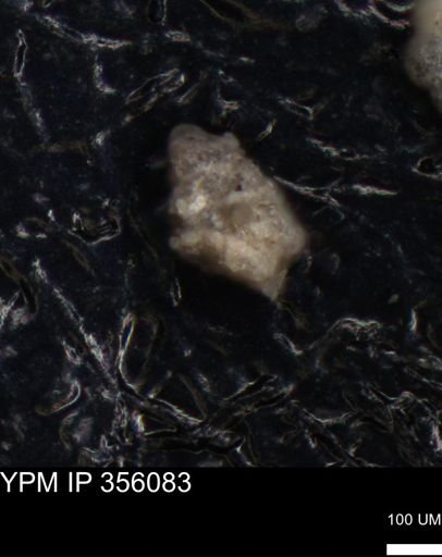 undet. Foraminiferida