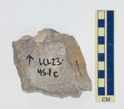ichnofabric sample