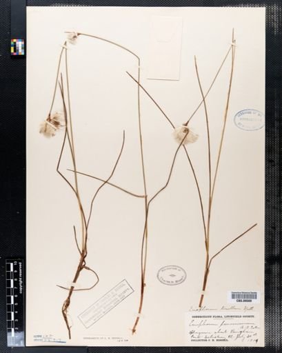 Eriophorum tenellum