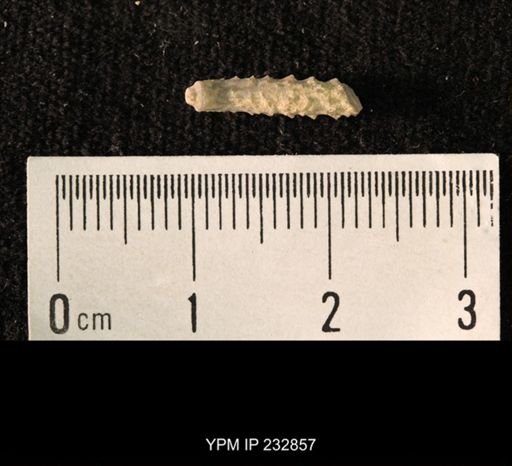 Archaeocidaris sp.