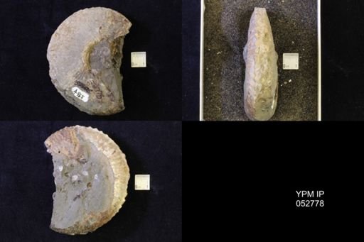Jeletzkytes nebrascensis