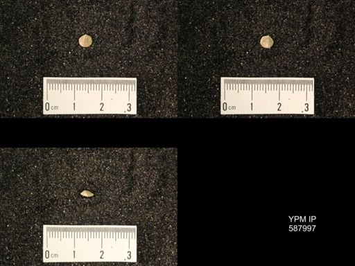 Zygospira modesta