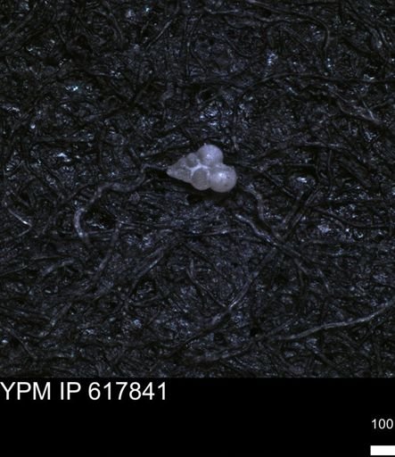 undet. Heterohelicidae