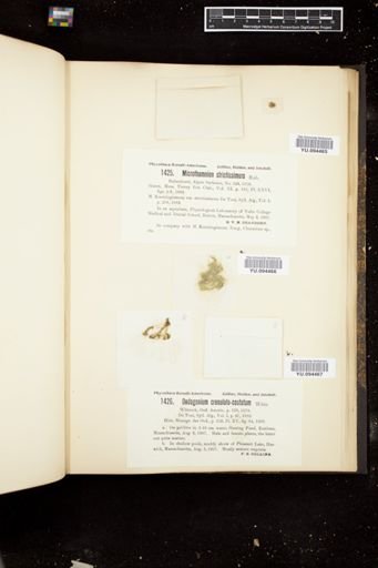 Oedogonium crenulatocostatum