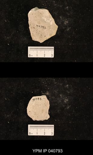 Ephemeroptera