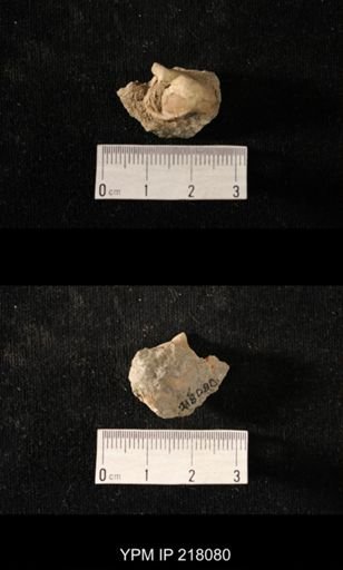 Sphaerodoma sp.