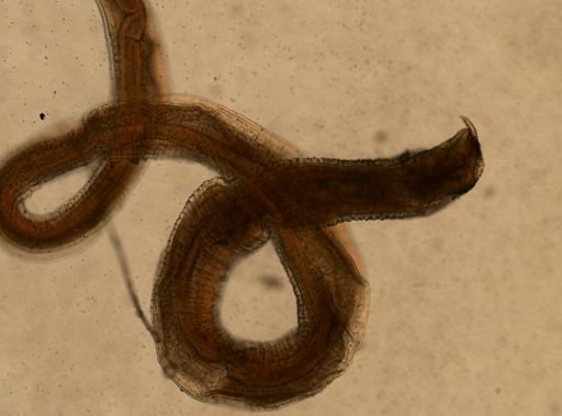 Hedruris chandleri