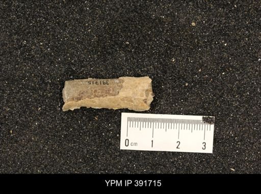 Baculites sp.