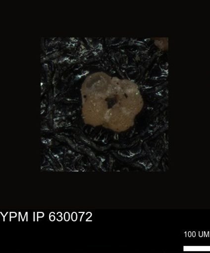 undet. Foraminiferida