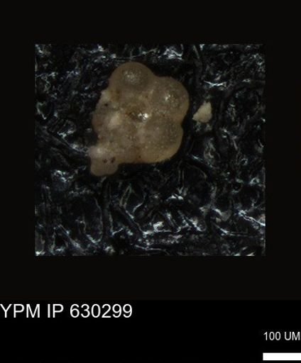 undet. Foraminiferida